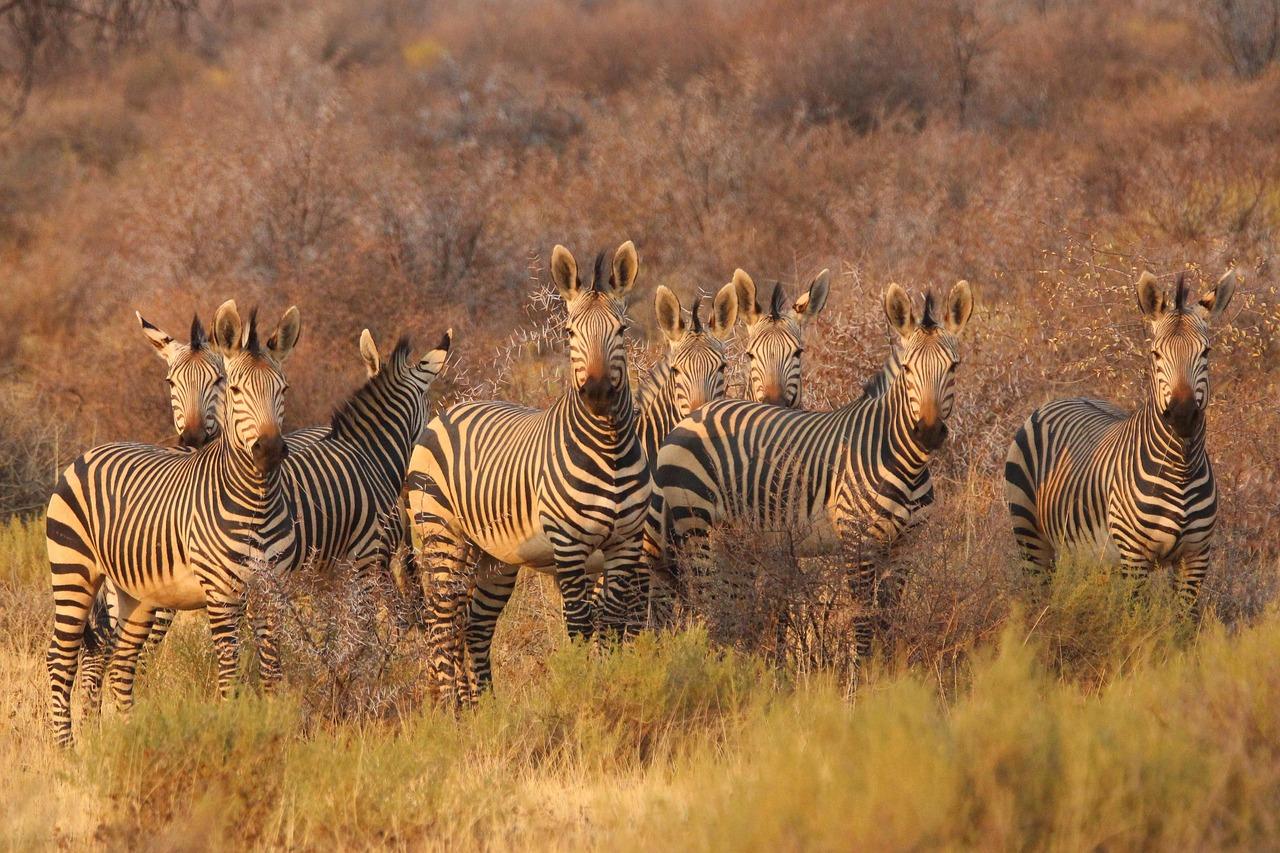 Africa agriculture: 5 Strong Reasons to Invest Now!