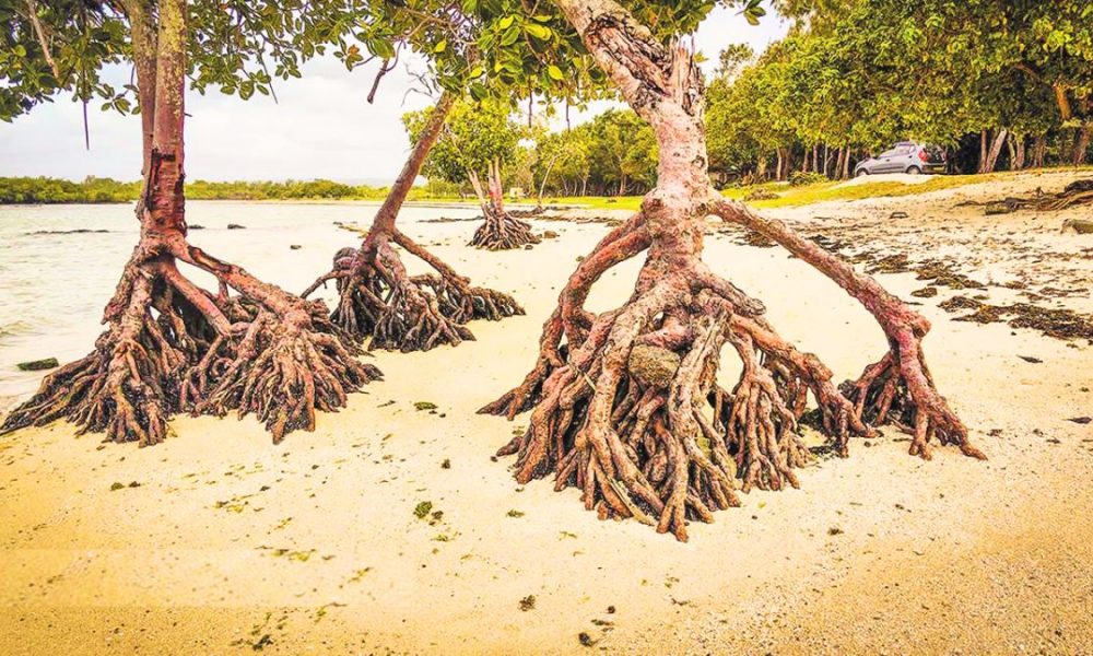 Coastal Erosion Mauritius: 7 Urgent Facts You Must Know