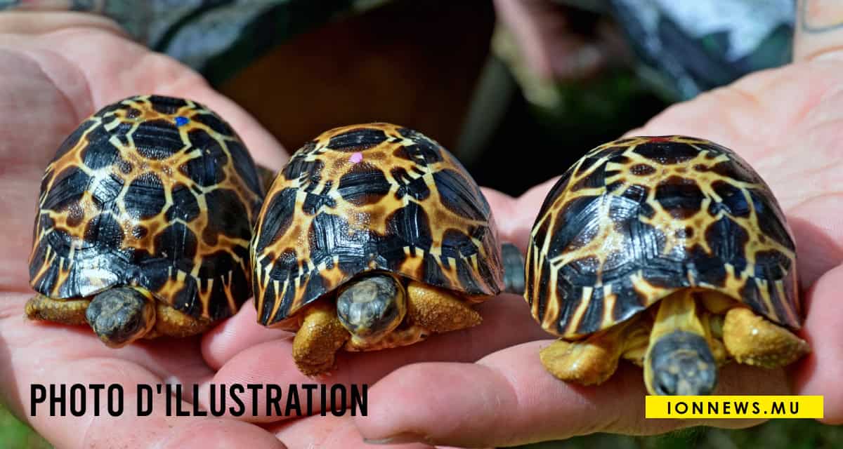 Vol tortues Radiata Pailles : 3 faits marquants à savoir