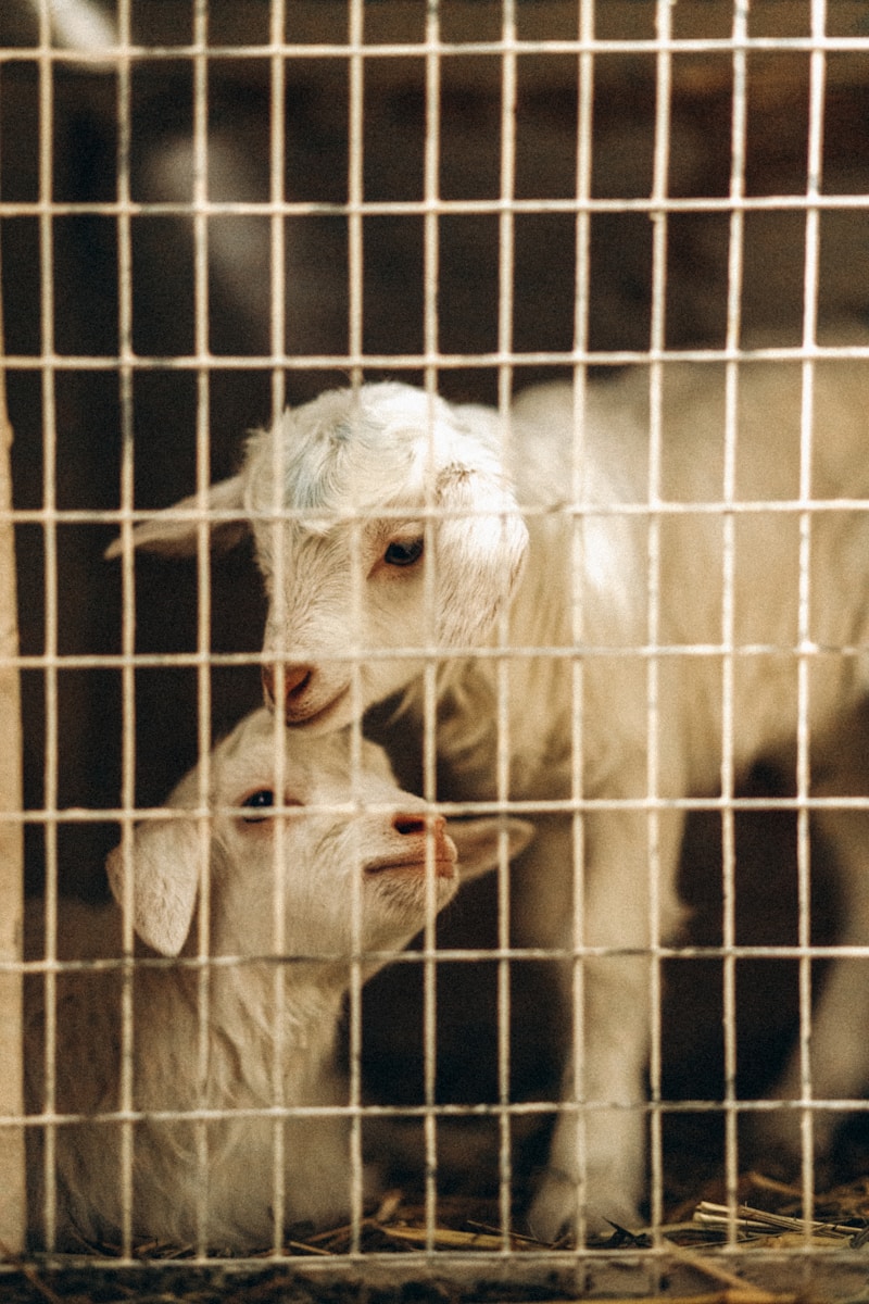 Droits des animaux à Maurice, un nouveau débat secoue l’opinion